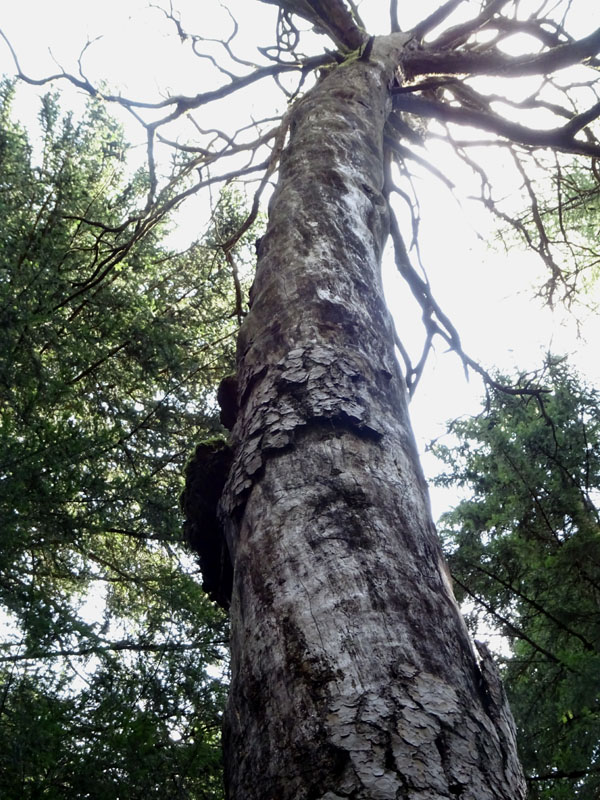 Il pino silvestre di Folgaria ( 150 anni ) ..... morente !